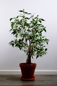 plant