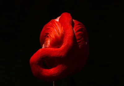 Close-up of red flower against black background