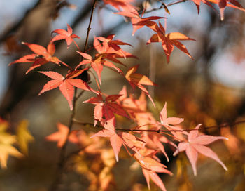 Close-up of maple leaves on tree