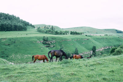 Horses grazing in a field