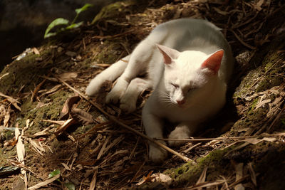 High angle view of cat lying on field