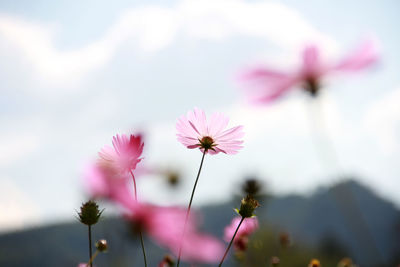 Macro view of colorful beautiful bloom flower cosmos bipinnatus