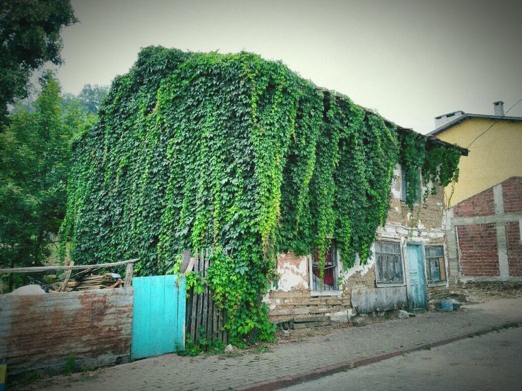 tree, plant, built structure, architecture, nature, building exterior, house, building, day, sky, no people, growth, green color, outdoors, residential district, ivy, absence, footpath, city