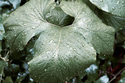 Close-up of wet plant leaves during rainy season