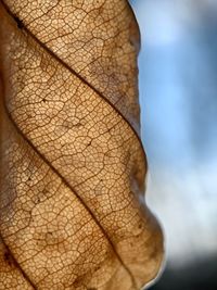 Close-up of human leg