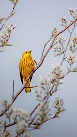 Bird perching on cherry blossom