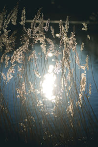 Plants by lake against sky