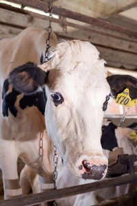 Close-up of cow