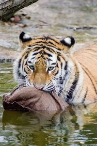 Close-up of tiger in lake