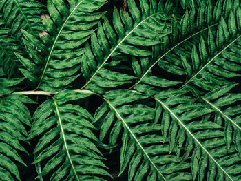 Full frame shot of green leaves