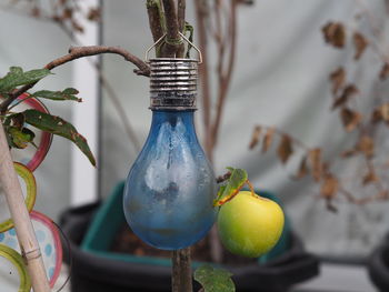 Close-up of potted plant hanging against wall