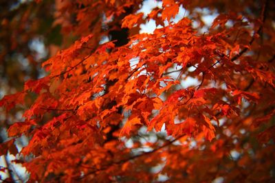 Close-up of maple leaves on tree during autumn