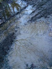 Reflection of trees in water