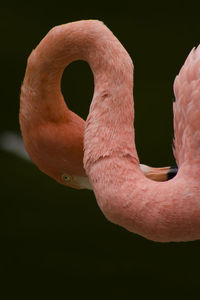 Close-up of human hand over black background