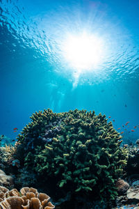 Low angle view of coral in sea