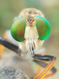 Close-up of fly