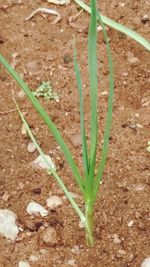 Close-up of plant