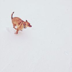 High angle view of dog running on snowy field