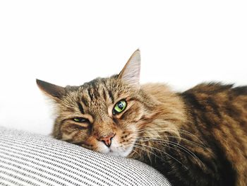 Close-up portrait of cat