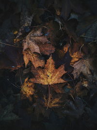 Close-up of dry maple leaves