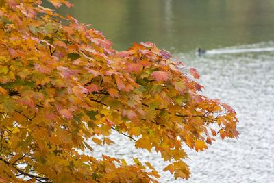 Close-up of maple leaves in lake