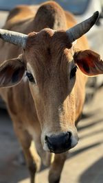 Close-up portrait of cow