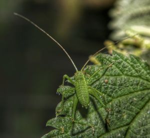 Close-up of insect on leaf