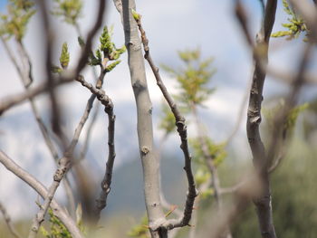 Close-up of tree branch