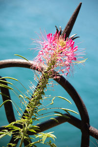 Low angle view of pink flower growing against blue sky