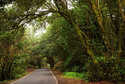 Empty road along trees