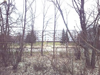 Bare trees on landscape