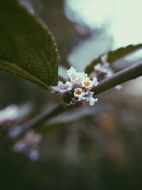 Close-up of cherry blossom