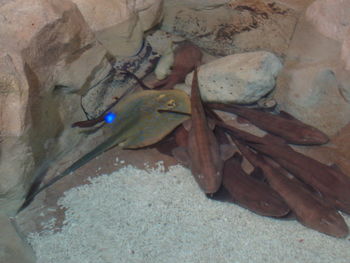 High angle view of lizard on rock