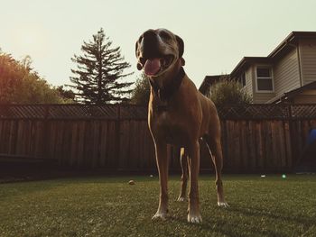 Low angle view of dog standing on field in yard