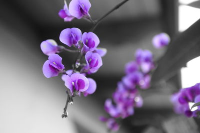 Close-up of purple flowers blooming outdoors