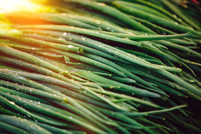 Green onions or leeks at farmers' market
