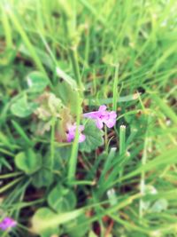 Close-up of purple flowers blooming in field