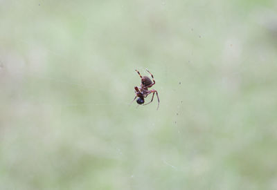 Close-up of spider on web