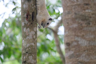 Low angle view of lizard on tree trunk