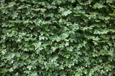 Full frame shot of plants