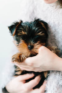 Close-up of hand holding dog