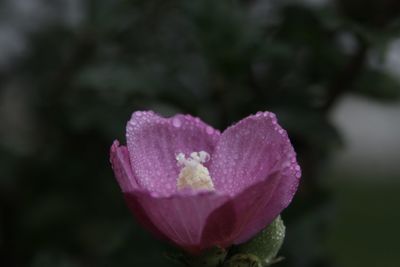 Close-up of pink rose flower