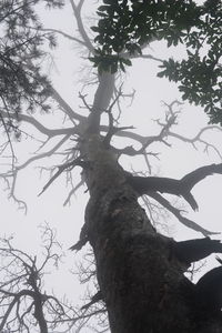 Low angle view of dead tree against sky