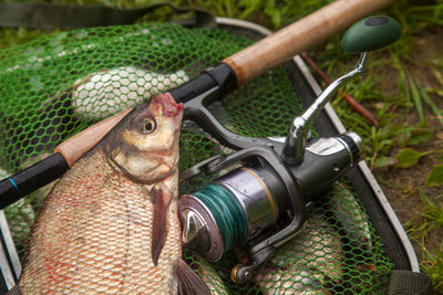 Close-up of fish