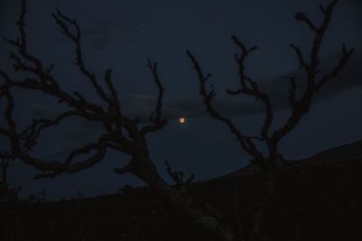 Scenic view of bare tree and full moon