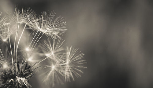 Close-up of dandelion on plant