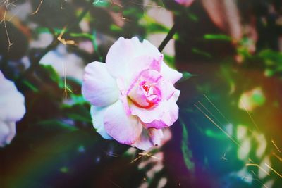 Close-up of pink flower growing outdoors