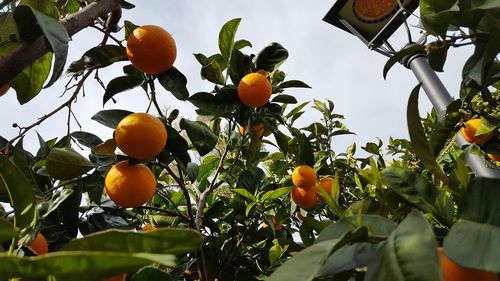 Low angle view of trees against sky