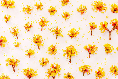 Close-up of yellow flowering plants against white background