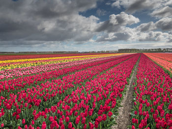 Scenic view of pink tulips on field against cloudy sky